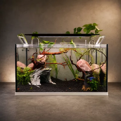 Cycle de l’azote en aquarium : comment savoir si votre bac est prêt ?